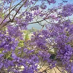 Grand De Rose スカレア