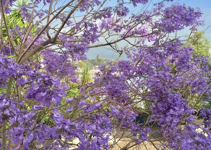 Grand De Rose Scalea